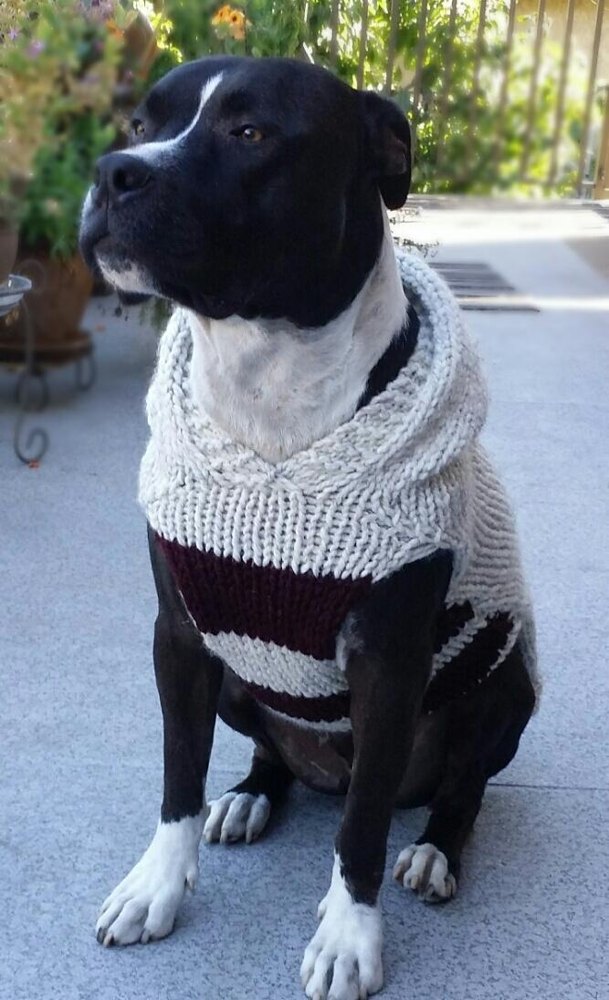 Pitty Perfect Sweater Knitting pattern by Intuitive Knit